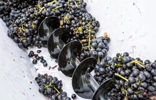 Как делают вино: технологии производства