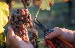 Болезни, дефекты и недочёты вина: как отличить авторское от испорченного