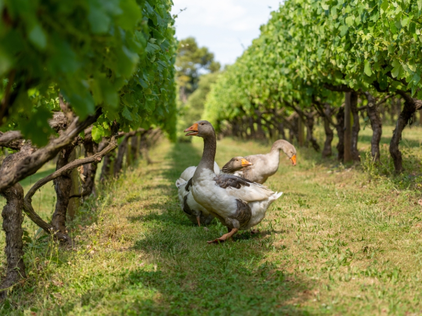 Органические, биодинамические и натуральные вина: в чём разница?