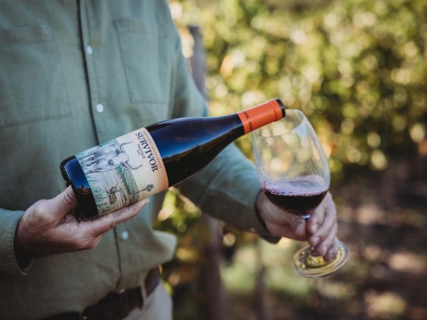 Как Южная Америка выстроила свою винную карьеру