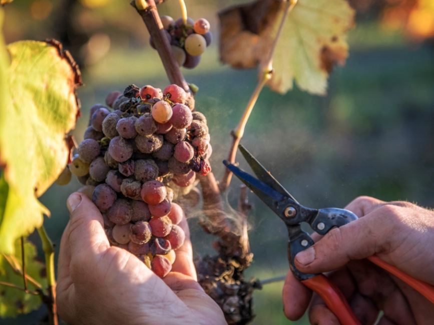 Болезни, дефекты и недочёты вина: как отличить авторское от испорченного