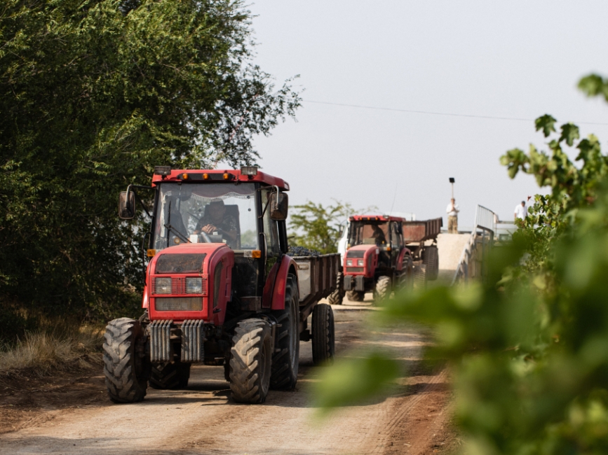 Российское виноделие: результаты 2024, векторы 2025